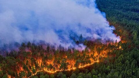 Предупреждает об ответственности за нарушение требований пожарной безопасности в лесах 